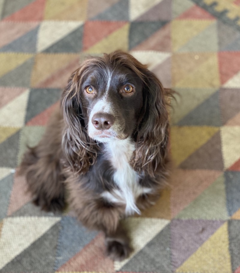 Layne's English Cocker Spaniel Whobe